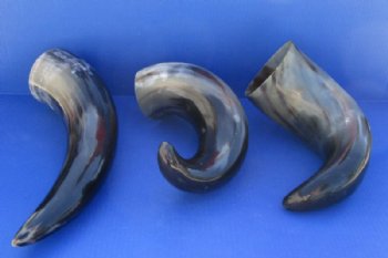 16 to 19 inches Polished Buffalo Horns <font color=red> Wholesale</font> With a Wide Base - 9 @ $11.00 each