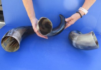 16 to 19 inches Polished Water Buffalo Horn With a Wide Base - $17.99 each