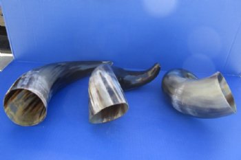 16 to 19 inches Polished Buffalo Horn With a Wide Base - $19.99 each