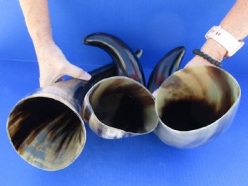 16 to 19 inches Polished Buffalo Horn With a Wide Base - $19.99 each