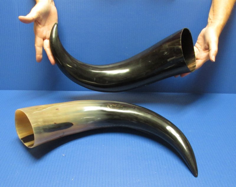 20 to 23-7/8 inches Wholesale Polished Water Buffalo Horns with a Wide Base