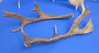 Large Fallow Deer Antler, Horn for Sale 14 to 20 inches Long - $26.99 each; 3 @ $24.00 each