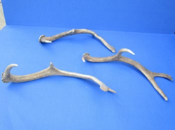 Small Authentic Fallow Deer Antler Sheds <font color=red> Wholesale</font> 9 to 13 inches Long - 11 @ $8.50 each