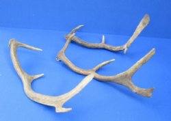 Small Fallow Deer Antler, Horn for Sale 9 to 13 inches Long - 2 @ $13.60 each