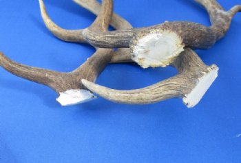 Small Authentic Fallow Deer Antler Sheds <font color=red> Wholesale</font> 9 to 13 inches Long - 11 @ $8.50 each