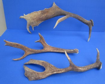 Large Fallow Deer Antler, Horn for Sale 14 to 20 inches Long - $26.99 each; 3 @ $24.00 each