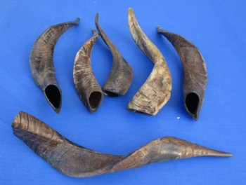 10 to 14 inches Indian Goat Horns with Light Shine <font color=red> Wholesale</font> - 20 @ $4.95 each