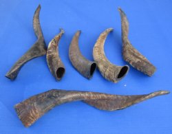 10 to 14 inches Indian Goat Horns with Light Shine  - 2 @ $9.50 each; 5 @ $7.90 each