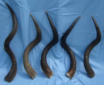 Natural Kudu Horns, Kudu Horn