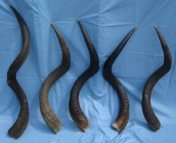 Natural Kudu Horns, Kudu Horn