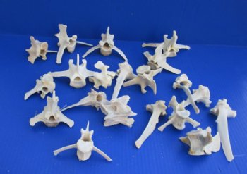 Wild Boar Vertebrae Bones Up to 3-1/2 Inches - 25 @ $1.12 each