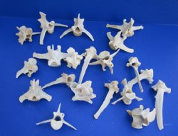 Wild Boar Vertebrae Bones Up to 3-1/2 Inches - 25 @ $1.12 each