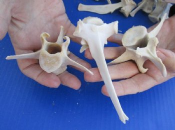 Wild Boar Vertebrae Bones Up to 3-1/2 Inches - 25 @ $1.12 each