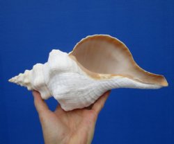 Horse Conch Shell