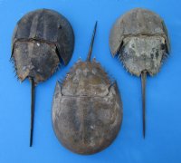 11 to 13 inches Extra Large Dried Atlantic Horseshoe Crabs for $10.99