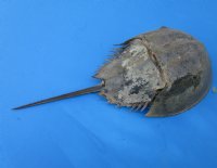 11 to 13 inches <font color=red> Wholesale</font> Extra Large Sun Dried Molted Atlantic Horseshoe Crabs for Sale in Bulk - Case of 14 @ $6.75 each