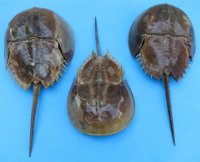 11 to 13 inches <font color=red> Wholesale</font> Extra Large Sun Dried Molted Atlantic Horseshoe Crabs for Sale in Bulk - Case of 14 @ $6.75 each