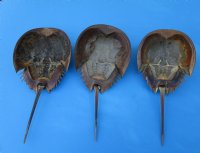 11 to 13 inches Extra Large Dried Atlantic Horseshoe Crabs for $10.99