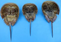 11 to 13 inches Extra Large Dried Atlantic Horseshoe Crabs for $10.99