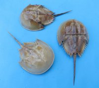 Dried Large Molted Atlantic Horseshoe Crabs 9 to 11 inches long - $10.99 each