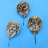 Dried Large Molted Atlantic Horseshoe Crabs 9 to 11 inches long - $10.99 each