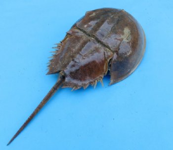 Dried Large Molted Atlantic Horseshoe Crabs 9 to 11 inches long - $10.99 each