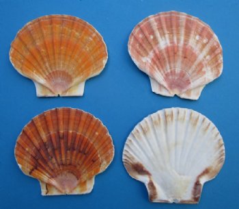 3 to 4 inches Irish Flats Great Shell Shells  <font color=red> Wholesale</font> -  550 @ .40 each