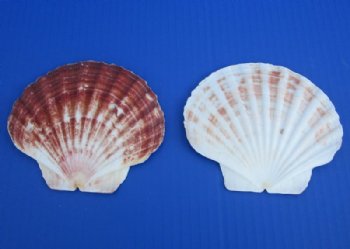 4 to 4-3/4 inches Irish Flats Great Scallop Shells <font color=red> Wholesale</font> - Case of 400 @ .45 each