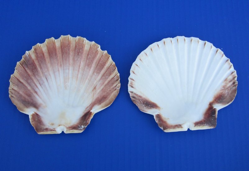 4 to 4-3/4 inches Irish Flats, Great Scallop Shells - 25 @ .90 each; 100 @  .72 each