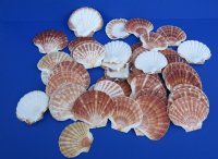 3 to 4 inches Irish Flats Great Scallop Shells - 25 @ .80 each; 100 @ .64 each