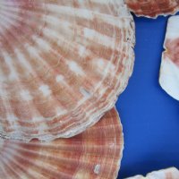 3 to 4 inches Irish Flats Great Scallop Shells - 25 @ .80 each; 100 @ .64 each