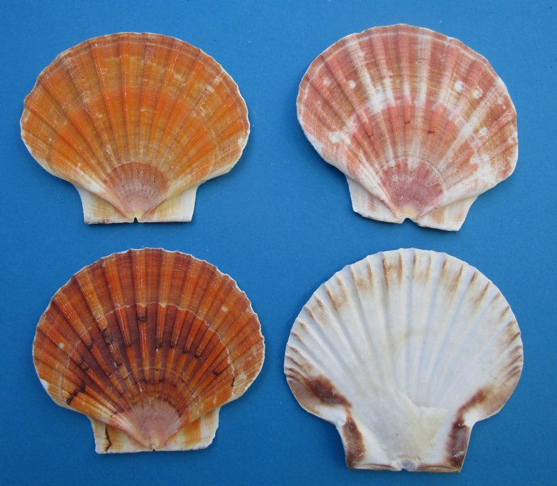 To Inches Irish Flats Great Scallop Shells 25 Each; 100 , 52% OFF