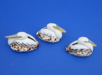 2-3/4 to 3-1/4 inches Painted Tiger Cowrie Pelican Novelty for Sale -  12 @ $3.60 each