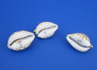 2-3/4 to 3-1/4 inches Painted Tiger Cowrie Pelican Novelties <font color=red> Wholesale</font> - 60  @ $2.00 each