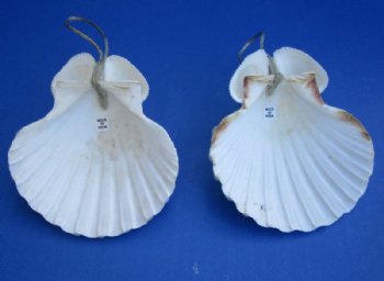 4-1/4 inches White Scallop Shell Angel Ornaments - 10 @ $2.80 each 