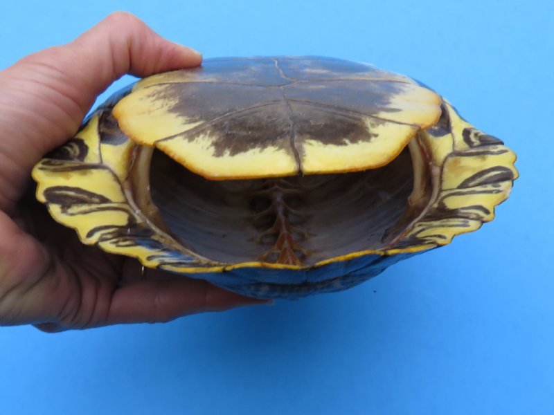 8 inches Red Eared Slider Turtle Shell for Sale for $17.99