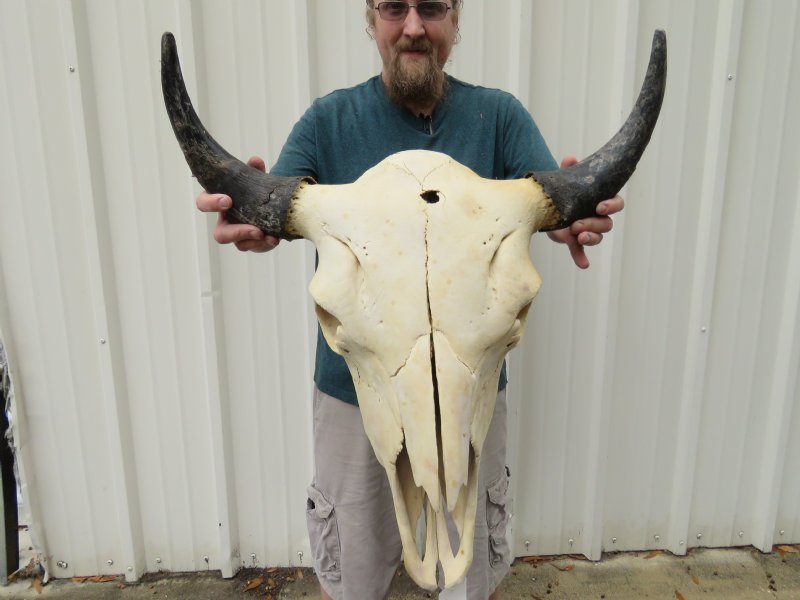 231/2 inches wide American Bison Skull for Sale 89.99