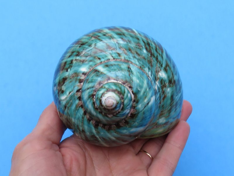 4 inches Polished Jade Turbo Seashell for Sale for $13.99