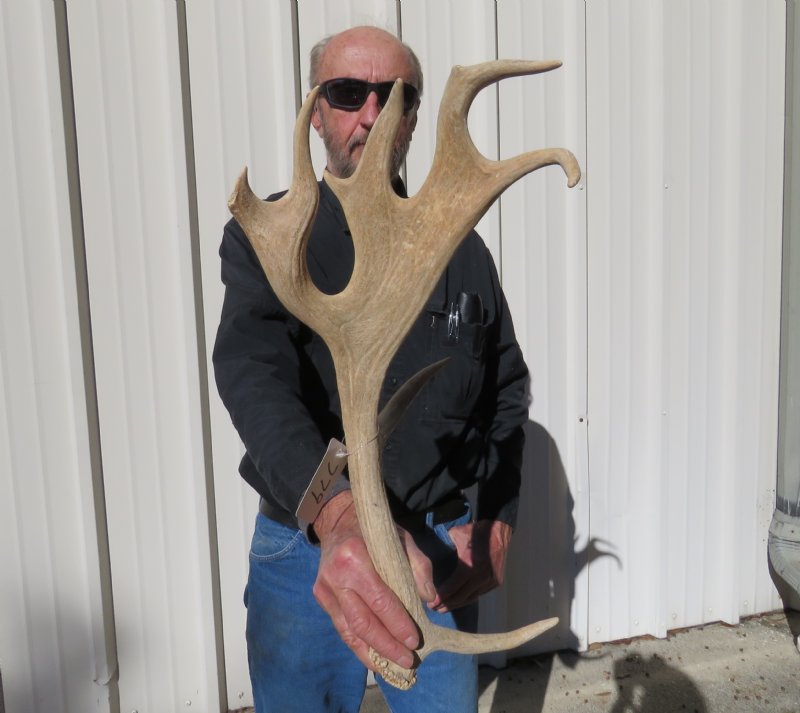 16 inches tall Fallow Deer Antler for Sale - you are buying this one ...