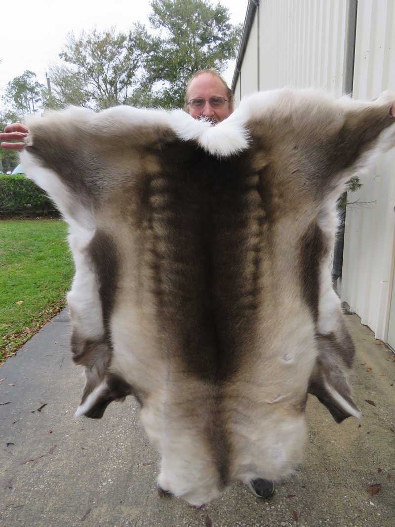 46 by 43 inches Reindeer Hide for Sale imported from Finland 139.99