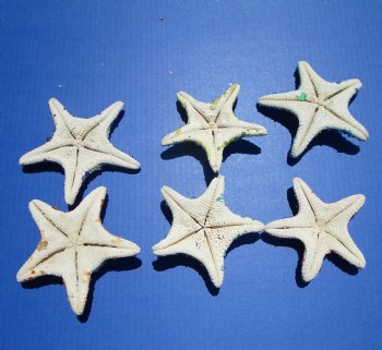 4 to 6 inches Dyed Jungle Starfish Covered with Tiny Crushed Dyed Shells in Assorted Colors - 12 @ 2.16 each