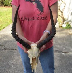 African Impala Skull with Horns 18 to 21 inches <font color=red> Grade B </font> - $89.99 each