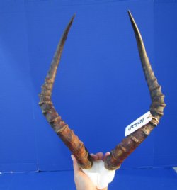 Impala Skull Plate, Cap with Horns 15 to 20 inches - $64.99