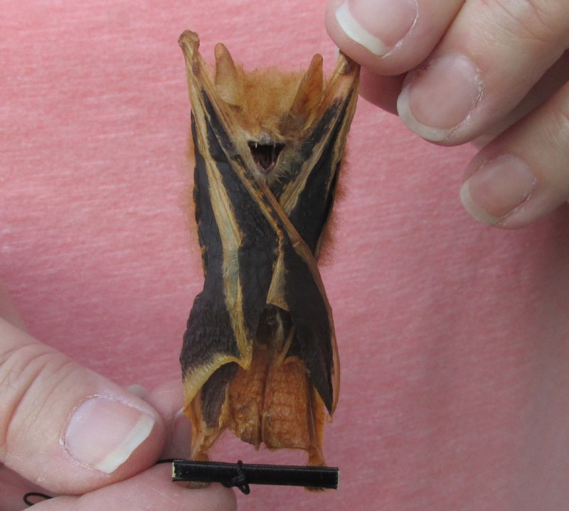 2 3 4 Inches Wholesale Preserved Mummified Painted Woolly Bats   K.pictaa 1506 Detail 