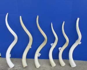 White Kudu Horns