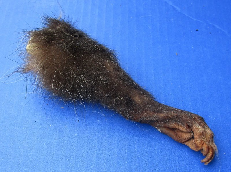 Wholesale Opossum Legs Cured in Formaldehyde $4 each