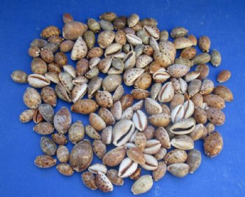 Lynx Cowry Shells in Bulk Bag of 1 kilo @ $4.00 a kilo; 3 kilos @ $3.60 a kilo