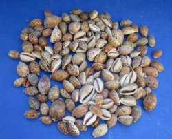 Lynx Cowry Shells i...