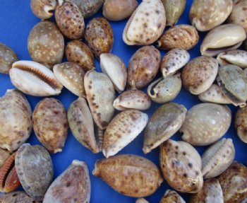 Lynx Cowry Shells in Bulk Bag of 1 kilo @ $4.00 a kilo; 3 kilos @ $3.60 a kilo