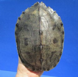 Map Turtle Shells